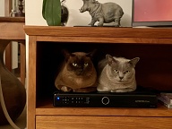 Becky and Snoepie in one of their favourite spots, especially when it's chilly